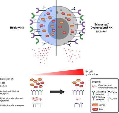 NK Cells in a Tug-of-War With Cancer: The Roles of Transcription Factors and Cytoskeleton